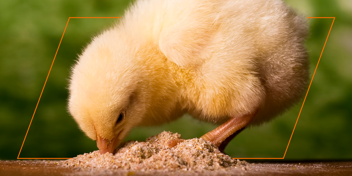 Read more about the article Vištų auginimo vadovas – ką daryti, kai atvyksta viščiukai.